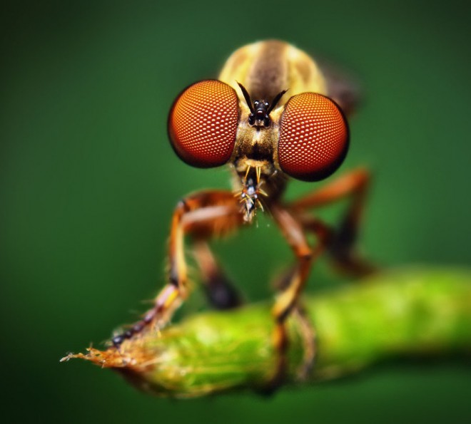 macro photography insect animal beautiful amazing stunning best